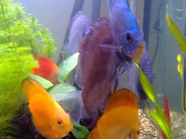 discus 1.jpg