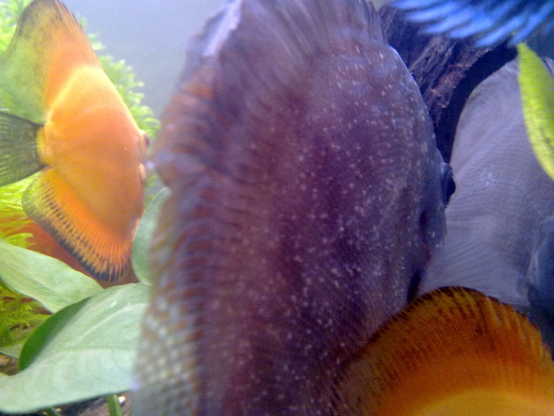 discus 2.jpg