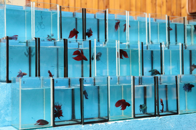 betta.JPG