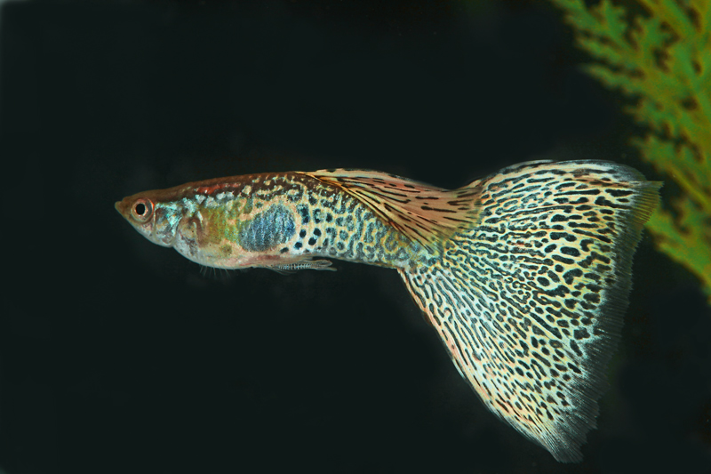 Pawi-oczek-I-BB-2010.jpg
