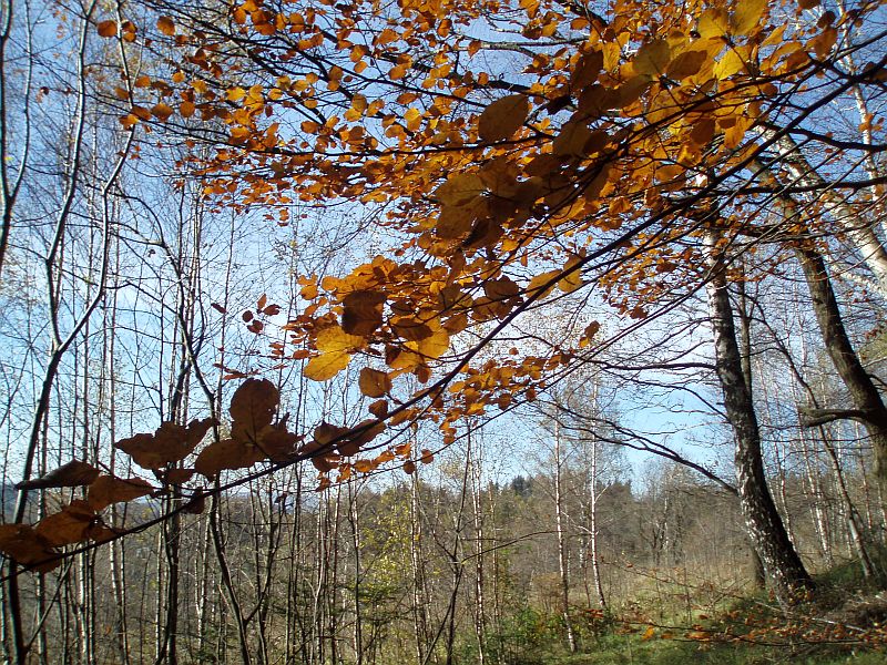 PA302109.jpg