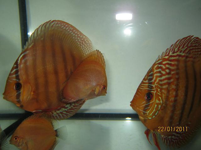aukcja 012.jpg
