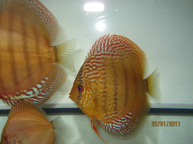 aukcja 013.jpg