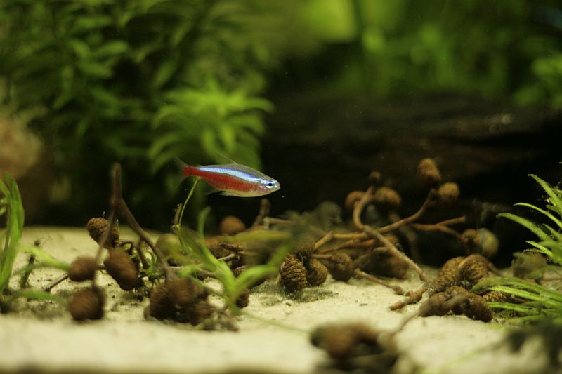 _MG_6804.jpg