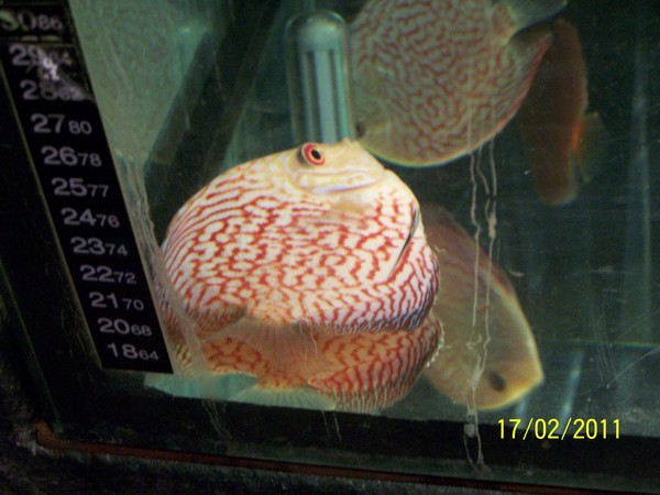 Polskie Klub Miłośników DysKowców 18.jpg