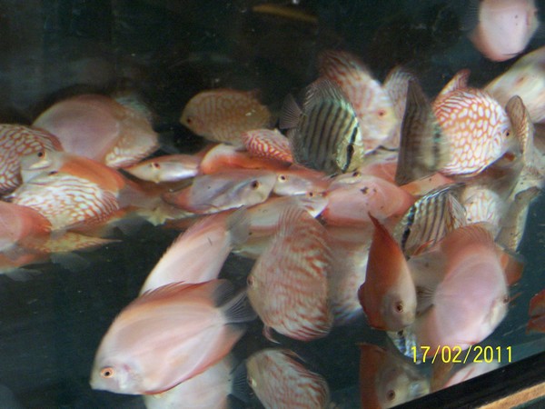 Polskie Klub Miłośników DysKowców 17.jpg