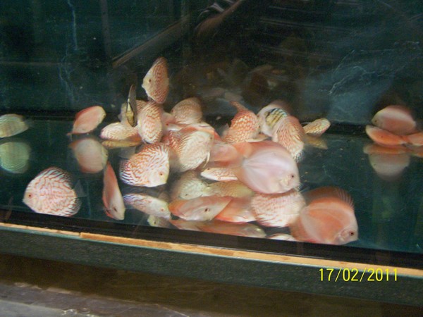 Polskie Klub Miłośników DysKowców 16.jpg