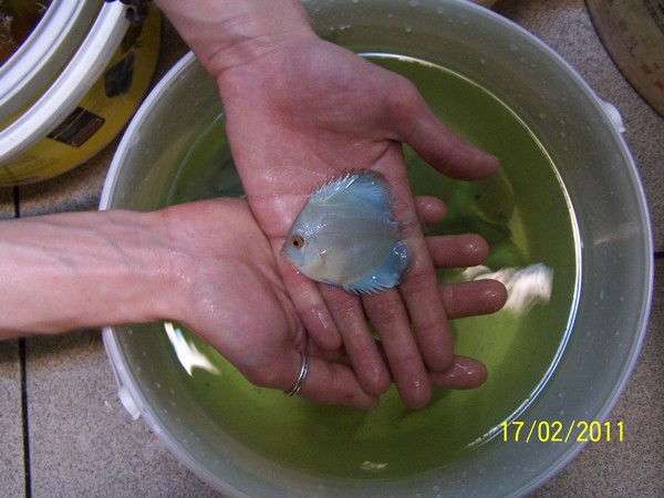 Polskie Klub Miłośników DysKowców 15.jpg