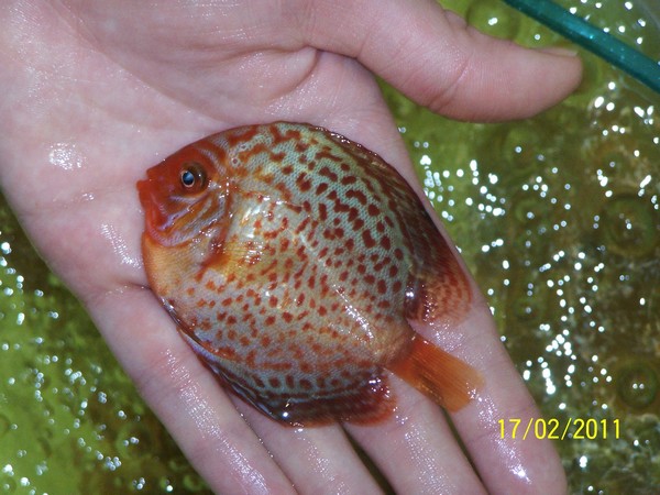 Polskie Klub Miłośników DysKowców 14.jpg