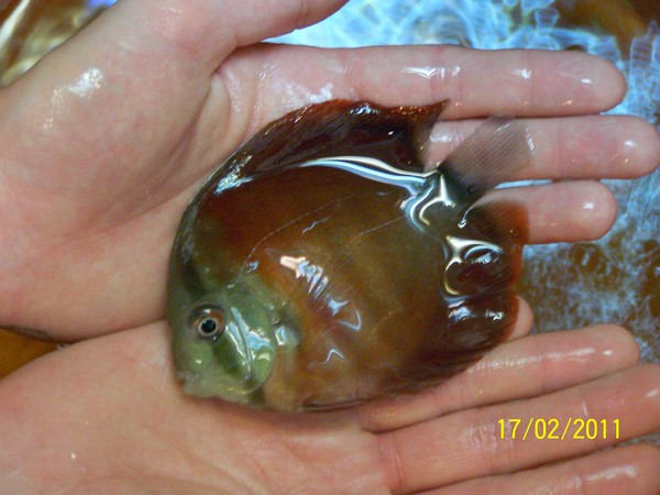 Polskie Klub Miłośników DysKowców 13.jpg