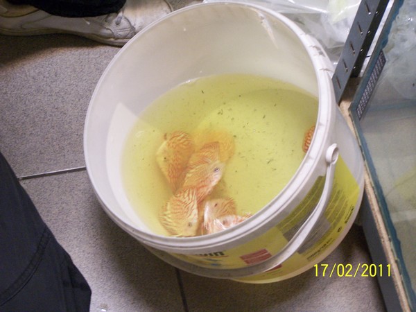 Polskie Klub Miłośników DysKowców 7.jpg