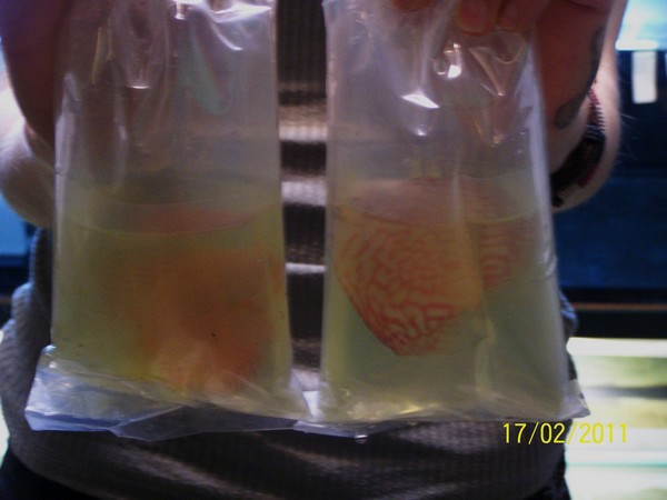 Polskie Klub Miłośników DysKowców 5.jpg