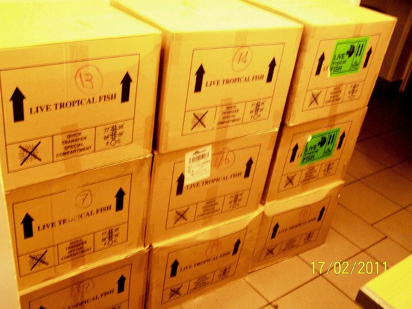 Polskie Klub Miłośników DysKowców.jpg