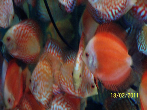 Polski Klub Miłośników Dyskowców3.jpg