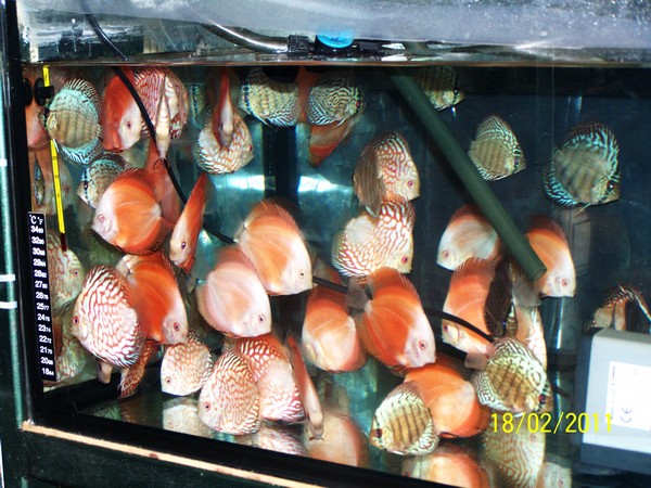 Polski Klub Miłośników Dyskowców2.jpg