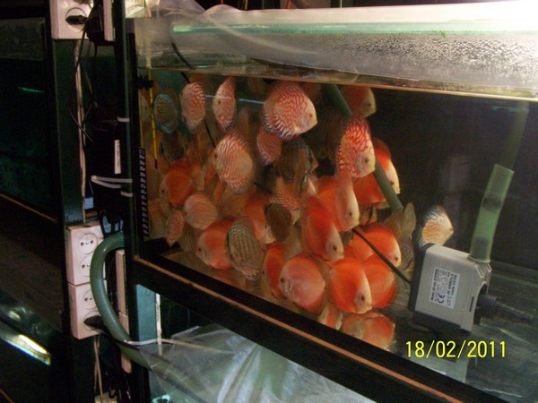 Polski Klub Miłośników Dyskowców1.jpg