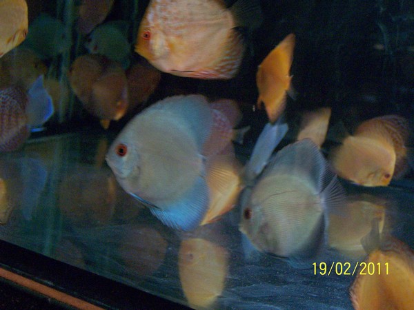 Polski Klub Miłosników Dyskowców6.jpg