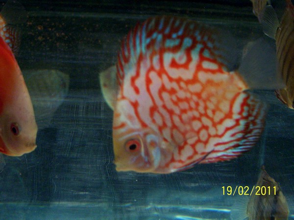 Polski Klub Miłosników Dyskowców5.jpg