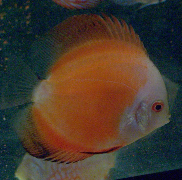 Polski Klub Miłosników Dyskowców3.jpg