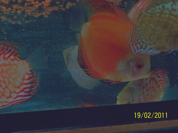 Polski Klub Miłosników Dyskowców2.jpg