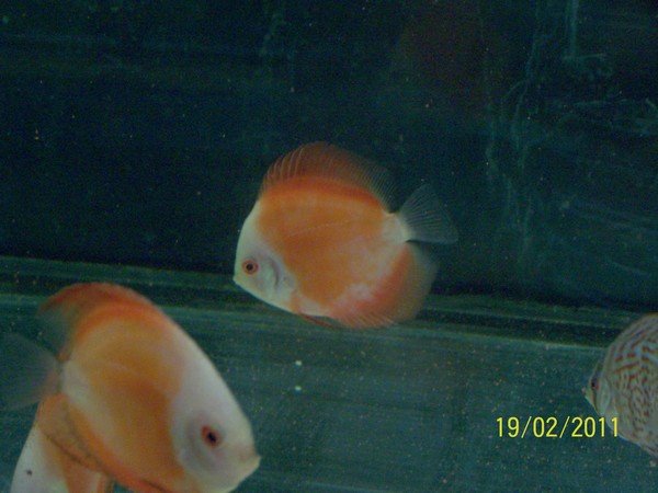 Polski Klub Miłosników Dyskowców1.jpg