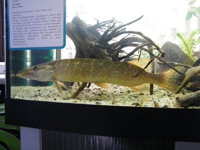 Wystawa 034.jpg