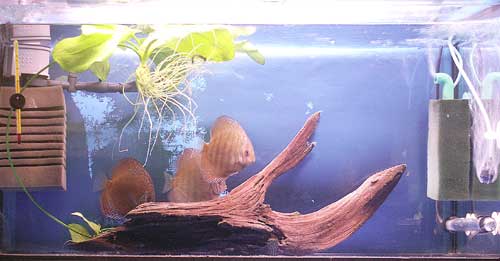 akwa70.jpg