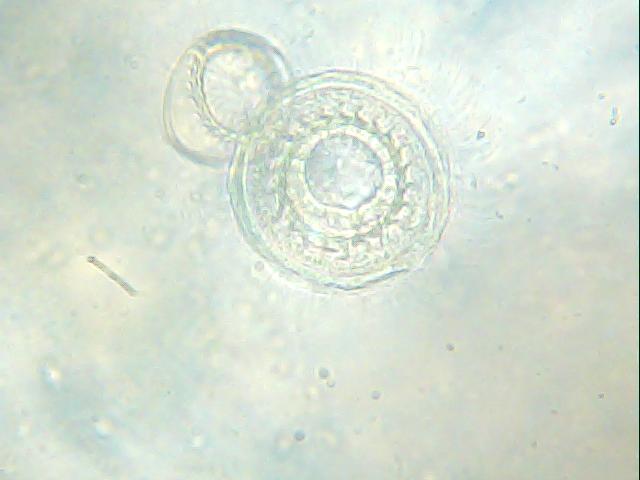 Obraz 001.jpg