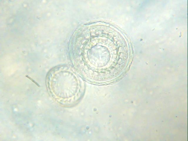 Obraz 002.jpg
