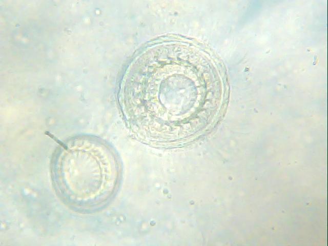 Obraz 003.jpg