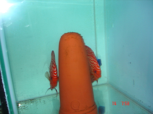 piegon blood rot .JPG