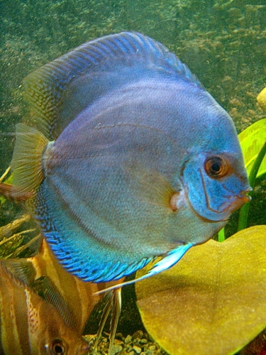 Kopia HPIM5794.JPG