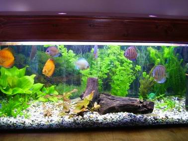 Resize of Resize of akwa1.jpg