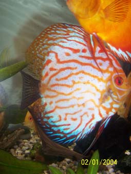 artur 040 Pigeon.jpg