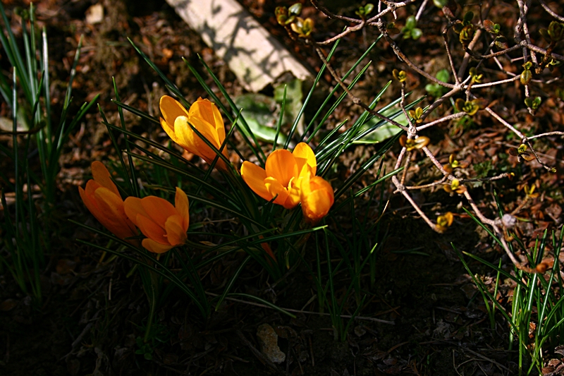 IMG_4617.JPG