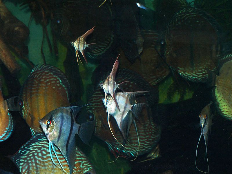 P8134139.JPG