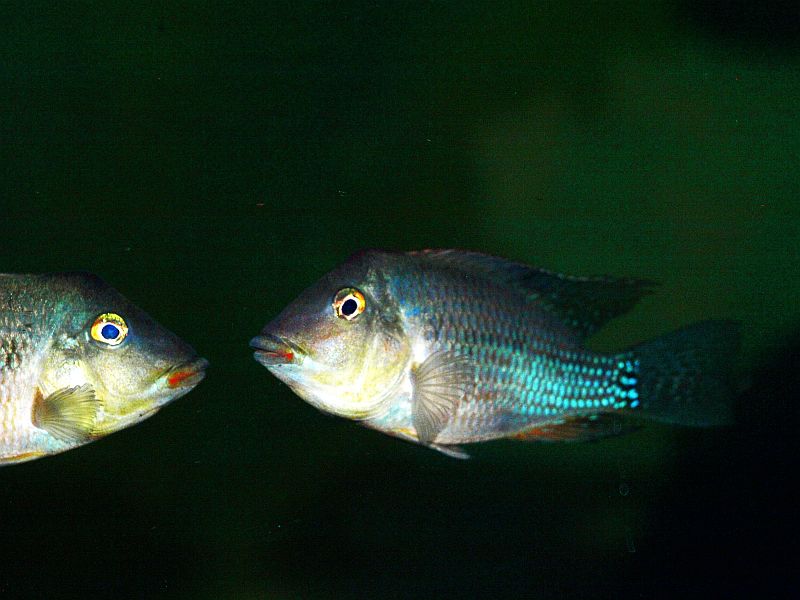 P8134148.JPG