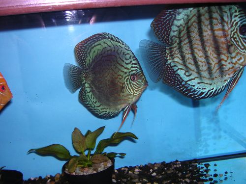 DSCN1638.jpg