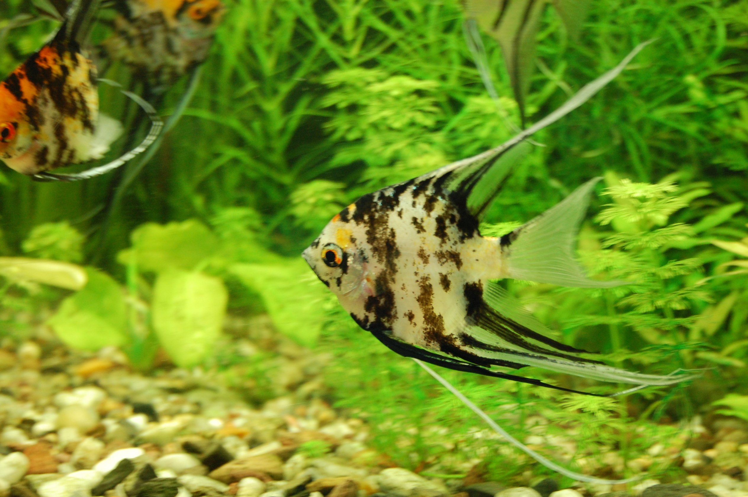 DSC_0042.JPG