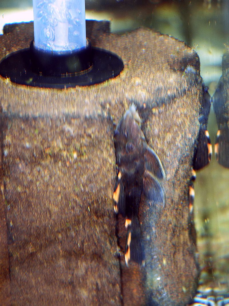 L91.JPG