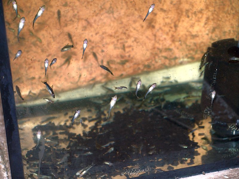 otocinclus.JPG