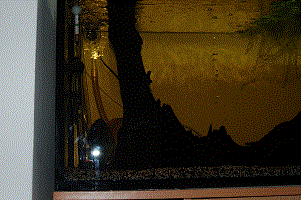 DSC_3443-1.gif