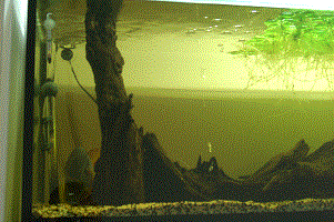 DSC_3444-1.gif