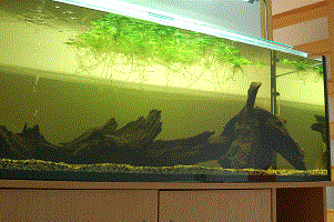 DSC_3445_1.gif