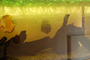 DSC_3474_1.gif
