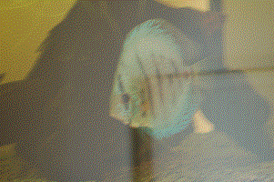 DSC_3480_1.gif