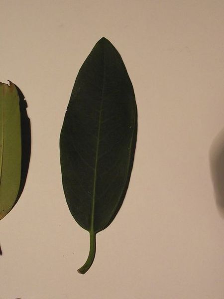 Rhododendron_5.JPG