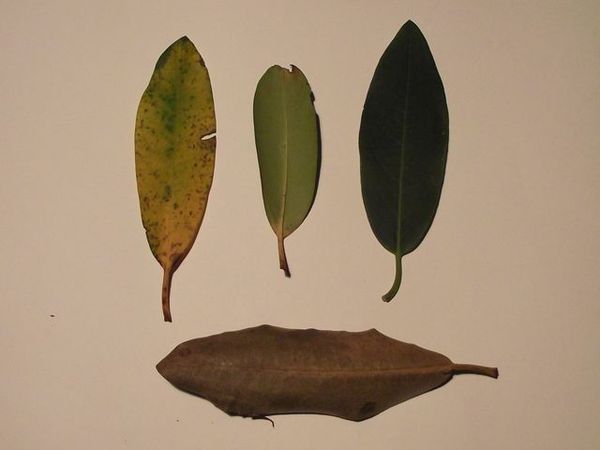 Rhododendron_6.JPG