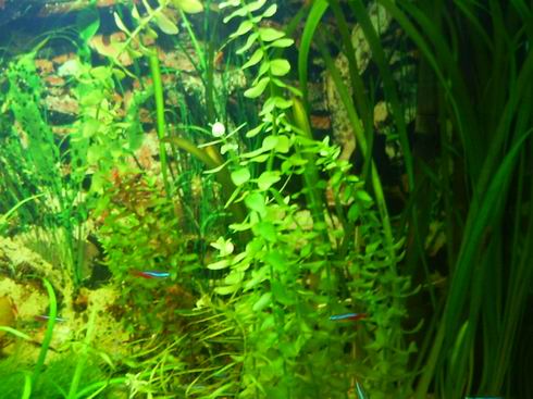 Resize of BACOPA.JPG
