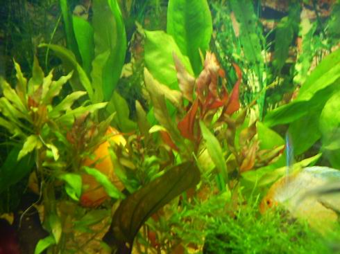 Resize of alternanthera splendida.jpg